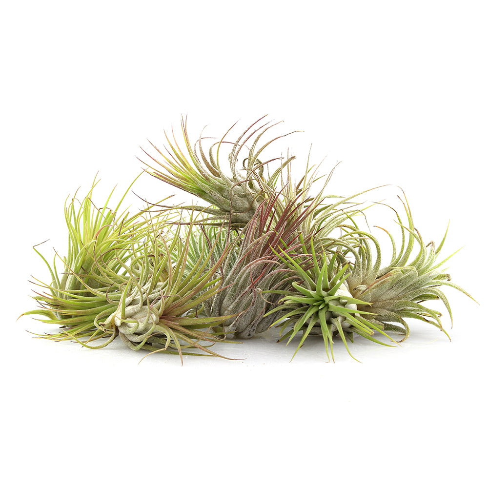 Bundle of Small Assorted Tillandsia Air Plants (1-2")