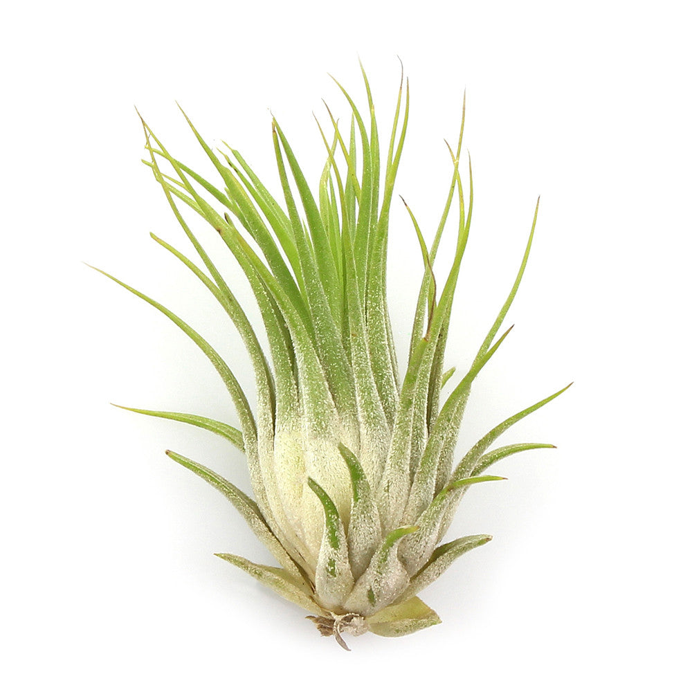 Bundle of Small Assorted Tillandsia Air Plants (1-2")
