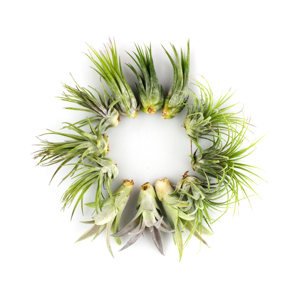 Bundles of  Medium Assorted Tillandsia Air Plants (2-3")