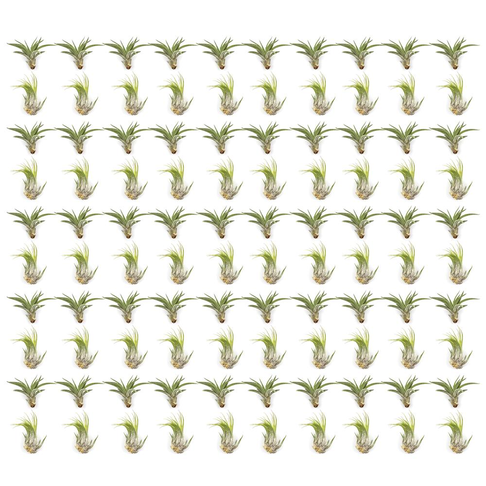 Bundles of Medium Assorted Tillandsia Air Plants (2-3")