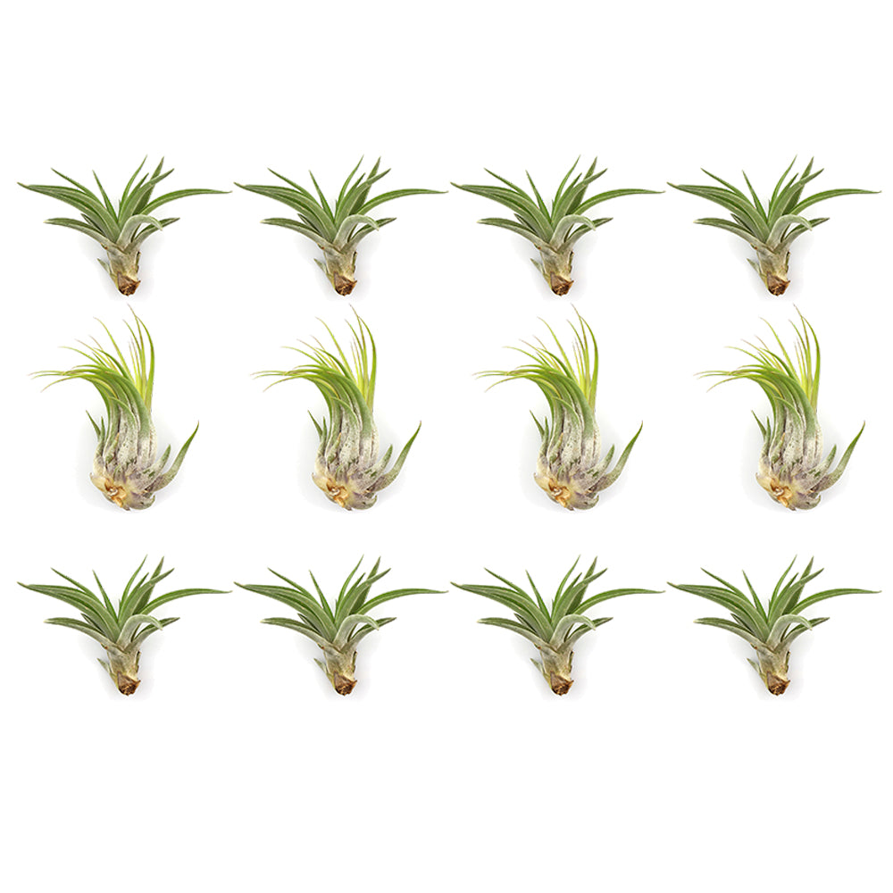 Bundles of  Medium Assorted Tillandsia Air Plants (2-3")