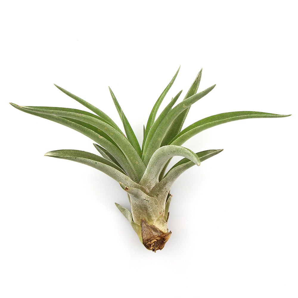 Bundles of Medium Assorted Tillandsia Air Plants (2-3")