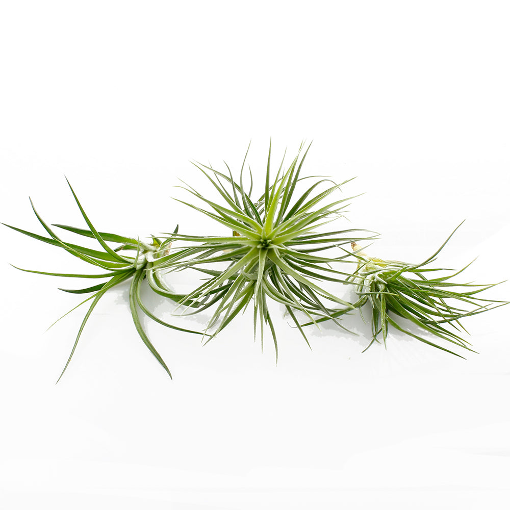 Bundles of Live Large Assorted Tillandsia Air Plants (3-4")