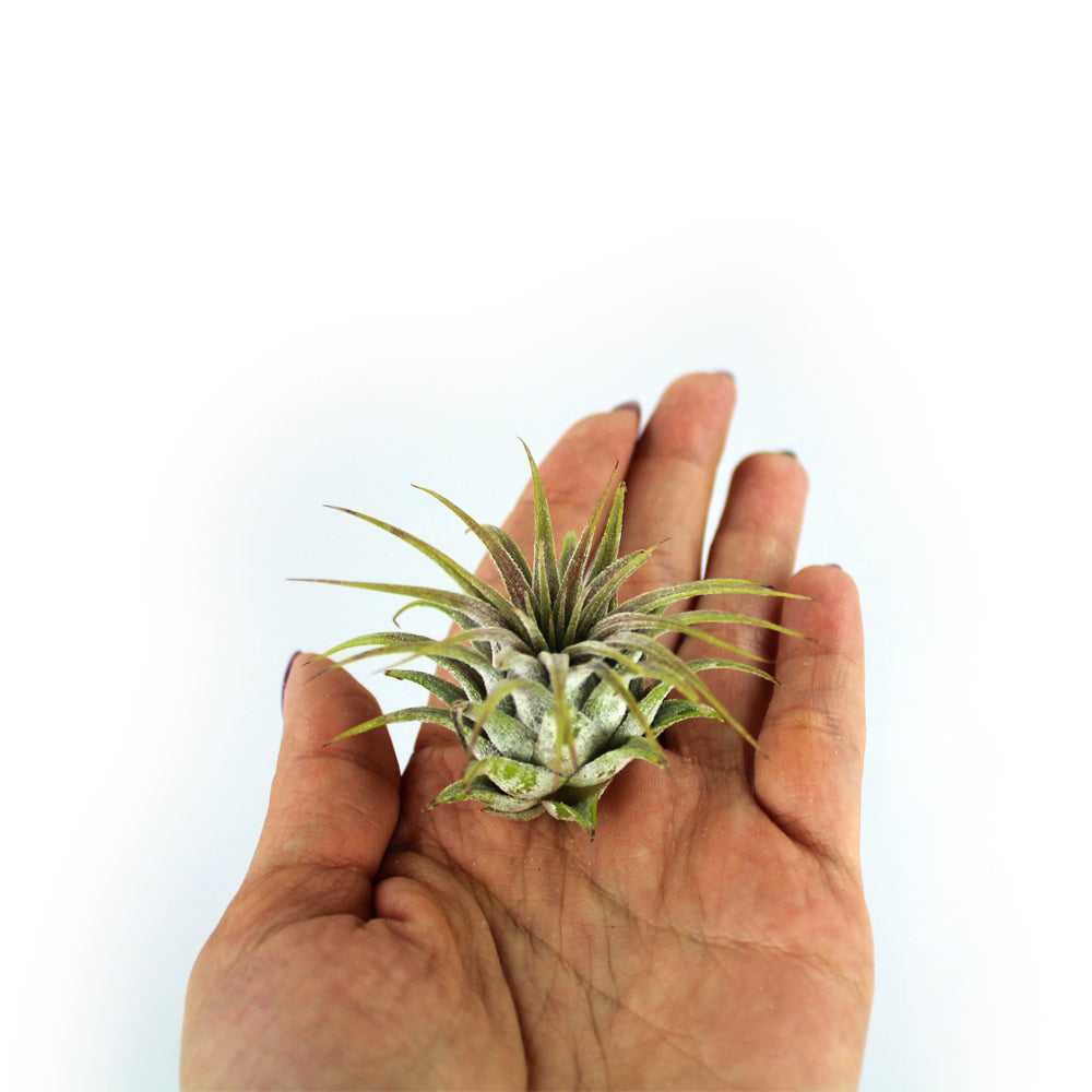 Bundle of Small Assorted Tillandsia Air Plants (1-2")