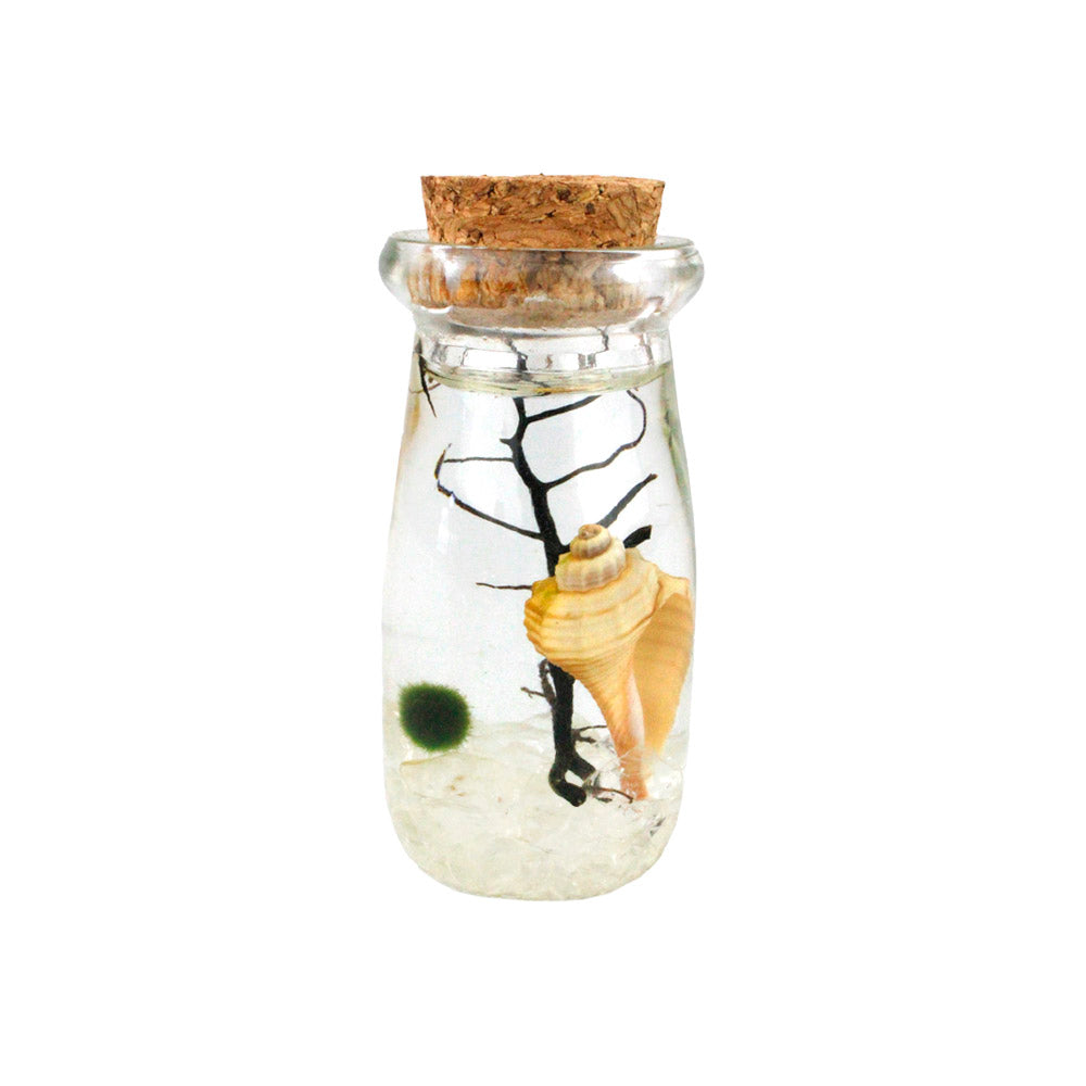 Glass Bottle With Cork Lid Terrarium