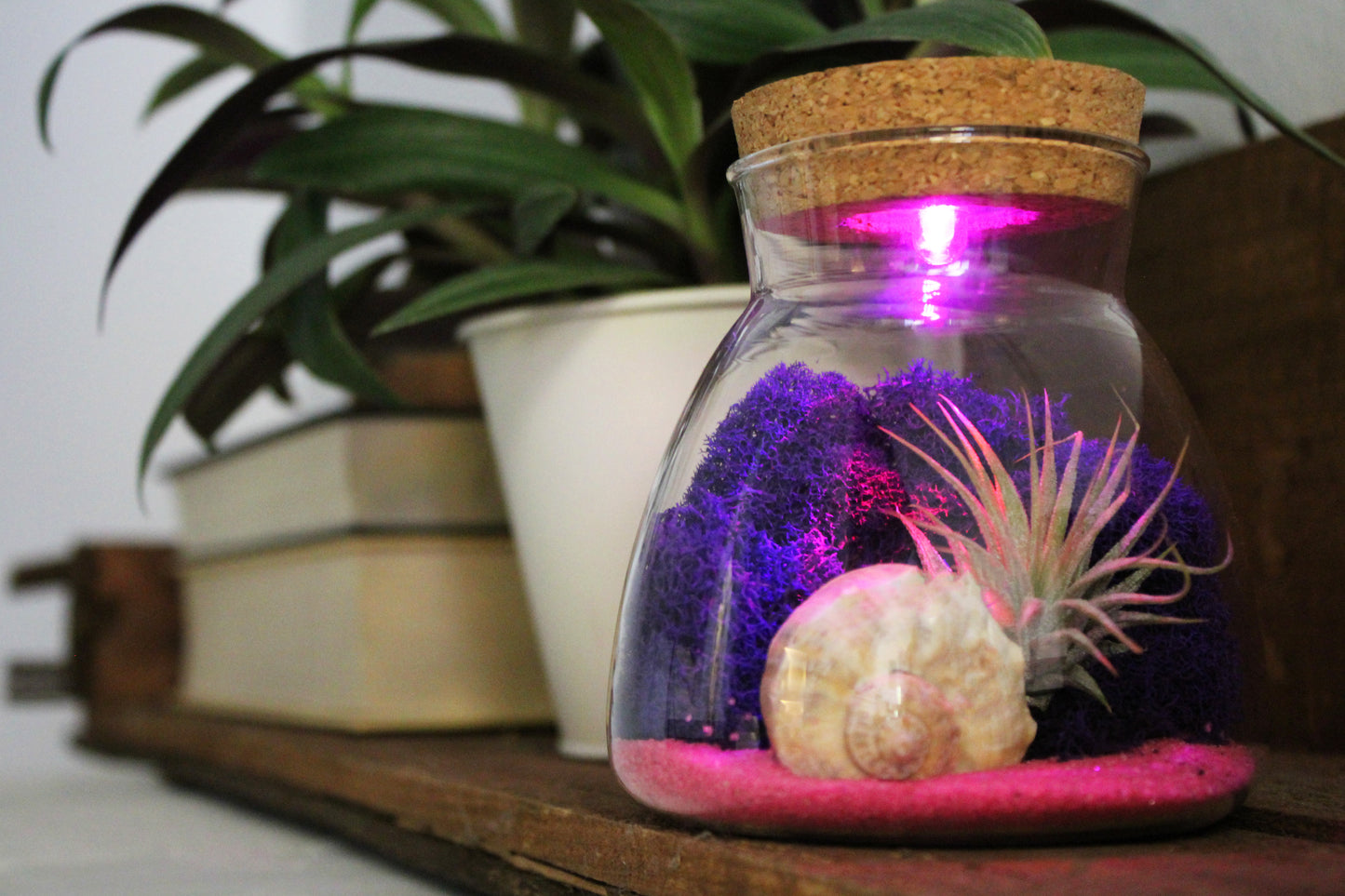 Glass Terrarium w/ LED Lighted Cork