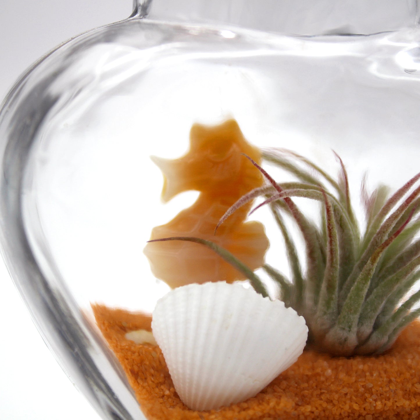 Sparkling Sea Life Miniature Air Plant Terrarium - Sets of 12