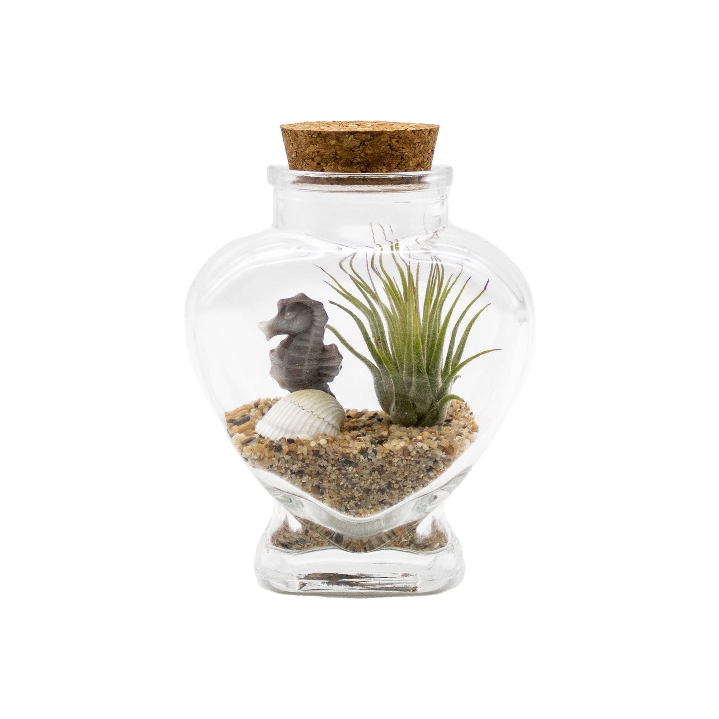 Sparkling Sea Life Miniature Air Plant Terrarium - Sets of 12