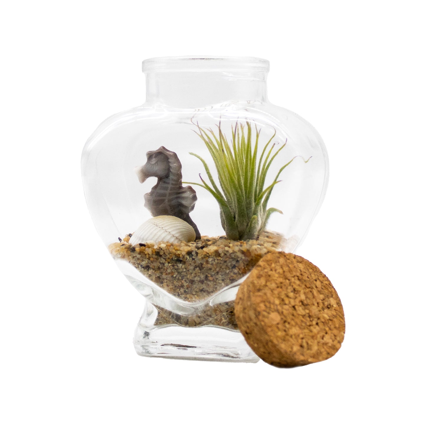 Sparkling Sea Life Miniature Air Plant Terrarium - Sets of 12