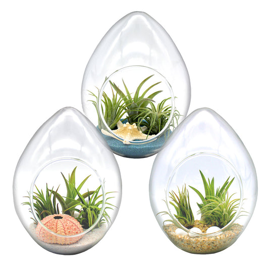 Teardrop Terrarium Kit with 3 Live Air Plants