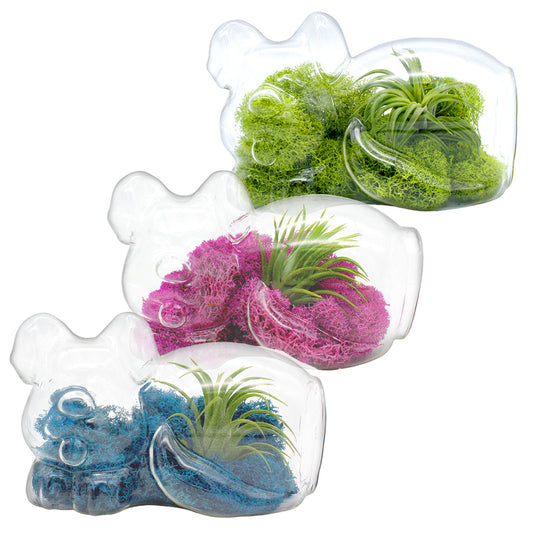 Glass Dog Air Plant Terrarium Kit