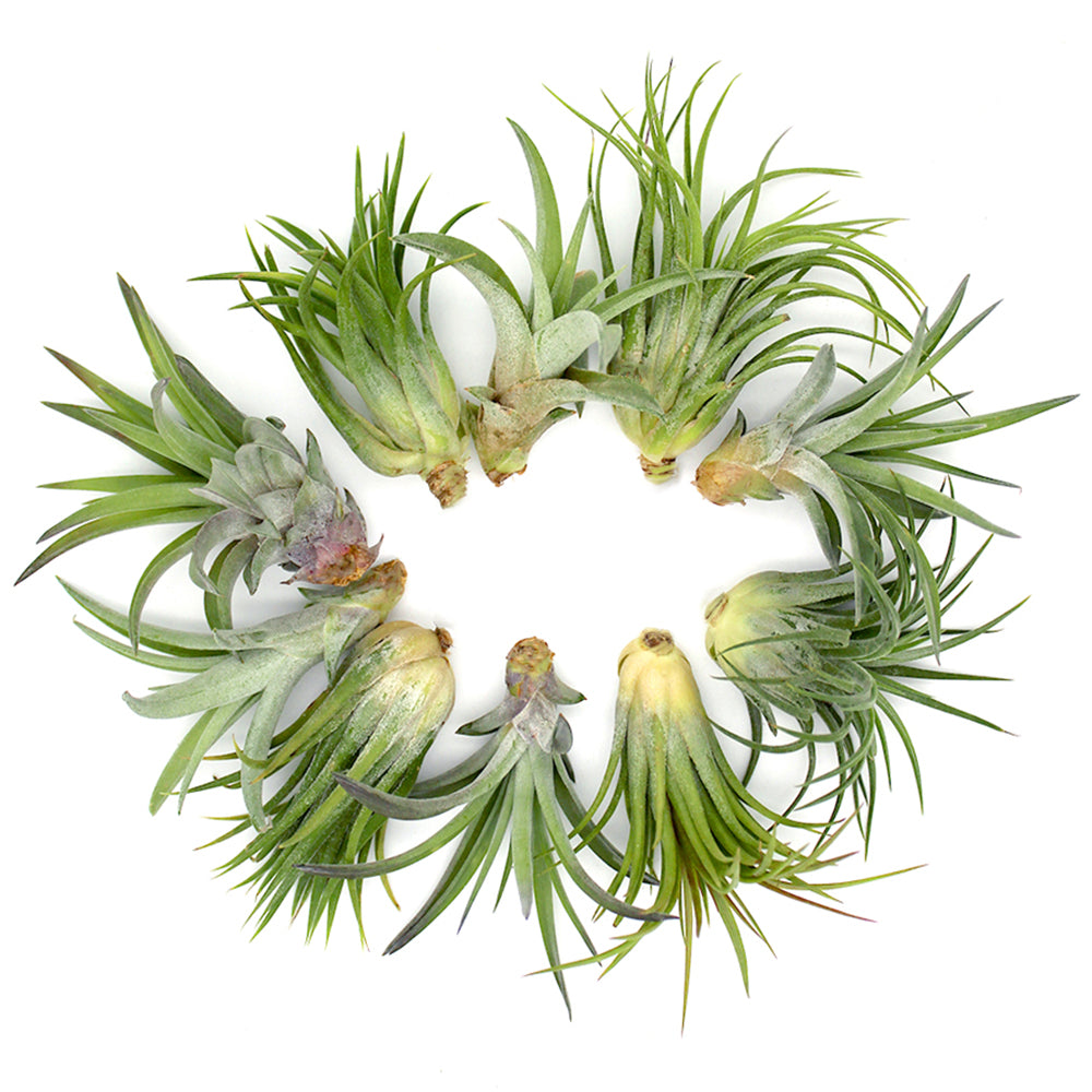 Glass Dog Air Plant Terrarium Kit