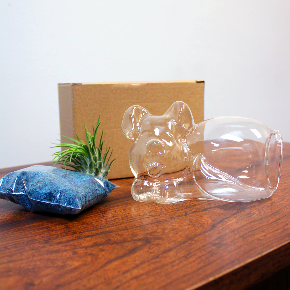 Glass Dog Air Plant Terrarium Kit