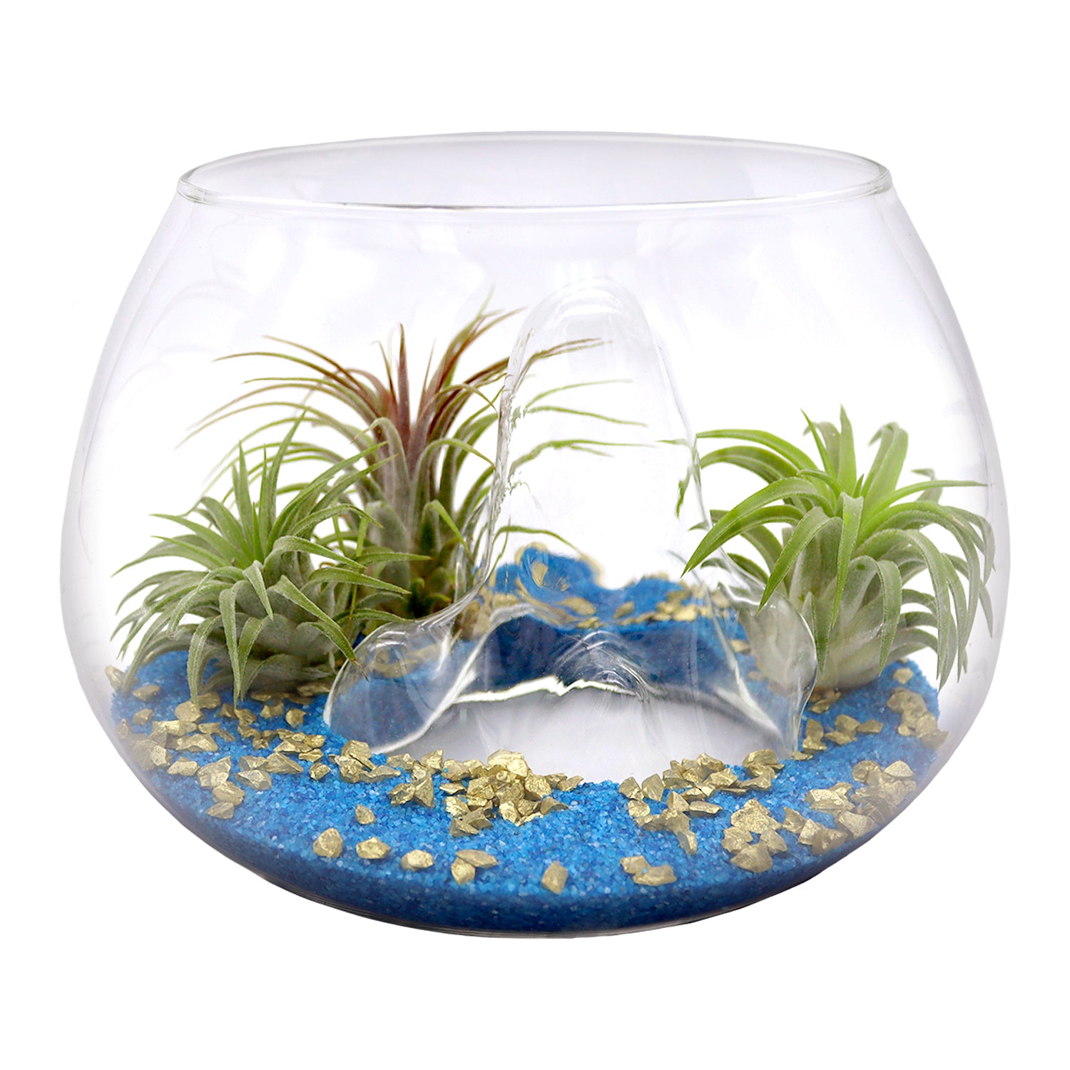 underwater plant terrarium Treasure Island Air Plant Terrarium Kit – NW Wholesaler