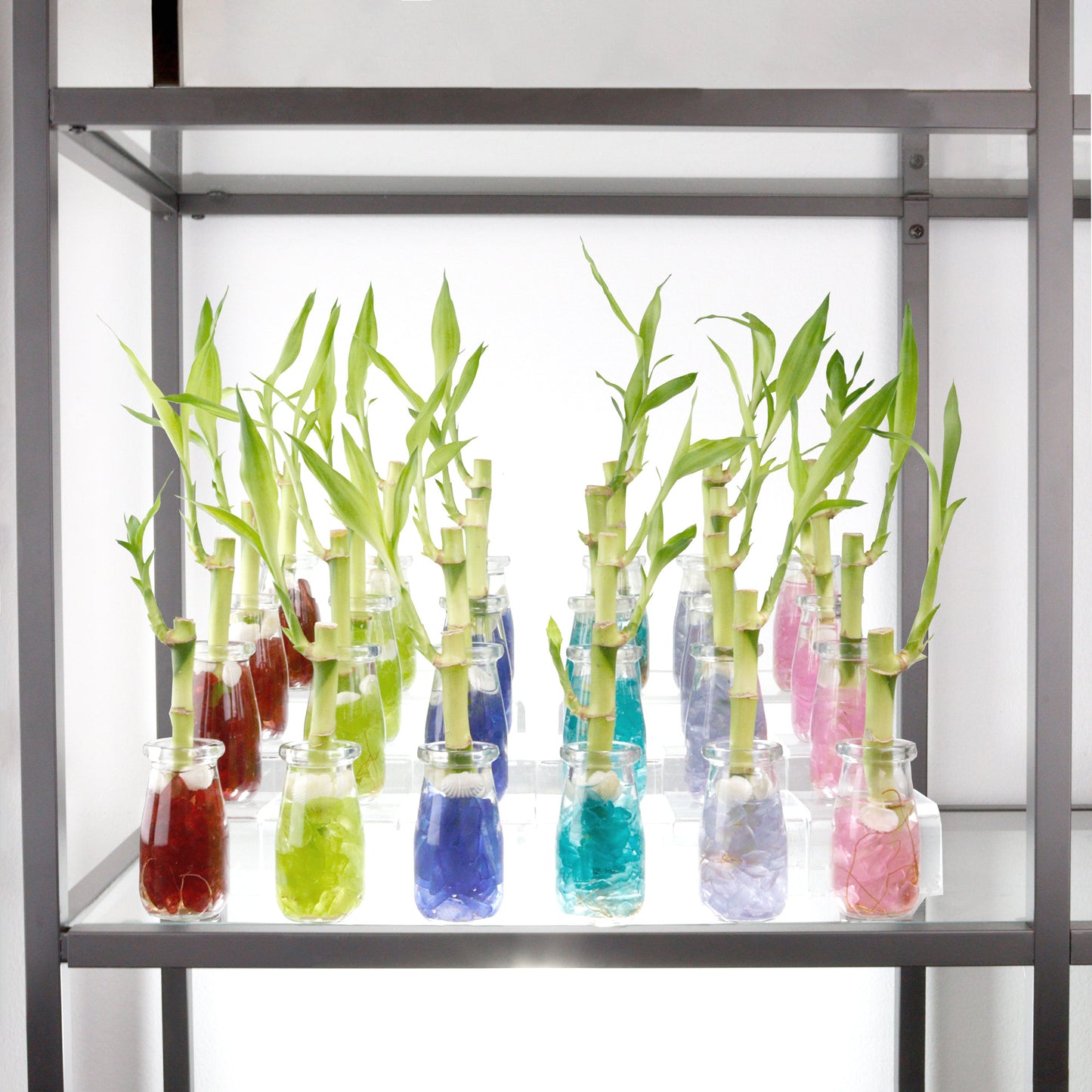Bamboo Milk Jar Terrariums Package