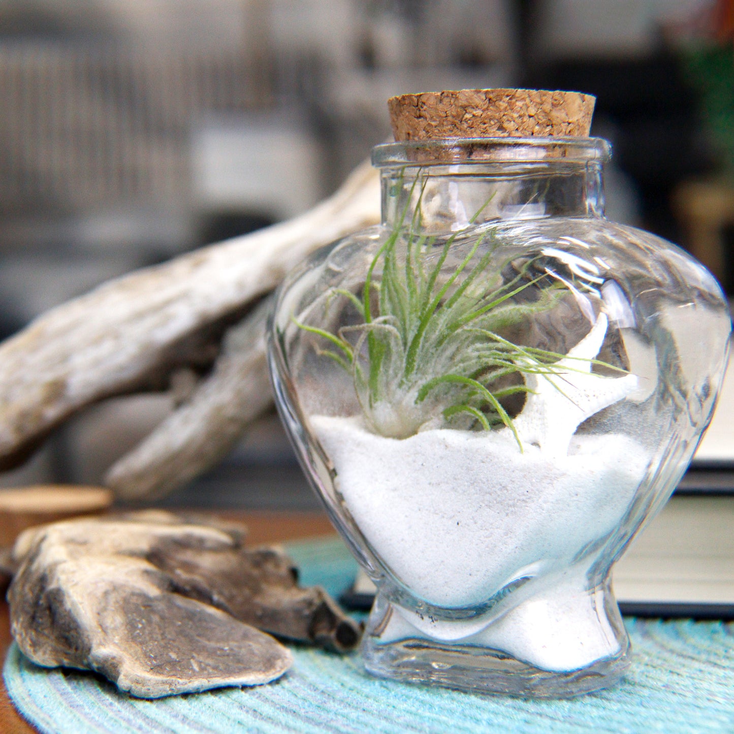 Air Plant Heart Terrariums - 24 Retail Kit