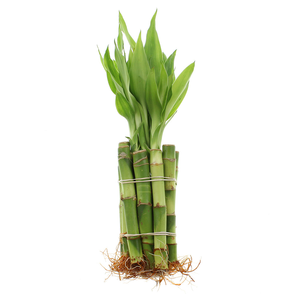 4" Straight Live Indoor Lucky Bamboo Stalks | Bundles of 10 & 100