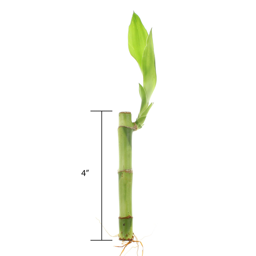 4" Straight Live Indoor Lucky Bamboo Stalks | Bundles of 10 & 100