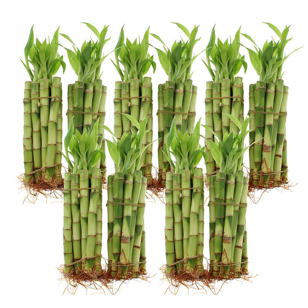 6" Indoor Lucky Bamboo Plant Straight Stalks | Bundles of 10 & 100