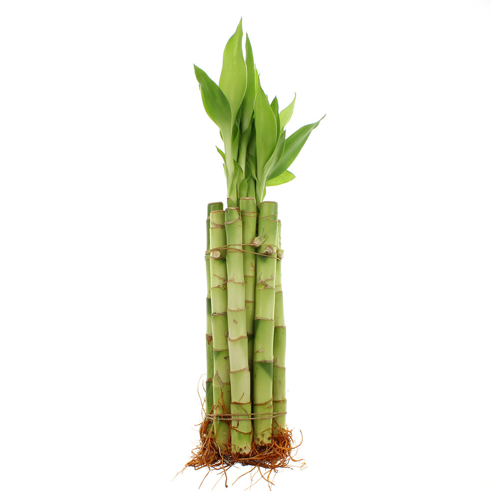 large lucky bamboo stalks 8" Straight Lucky Bamboo Live Plant Bundle of 10 or 100 Stalks – NW Wholesaler