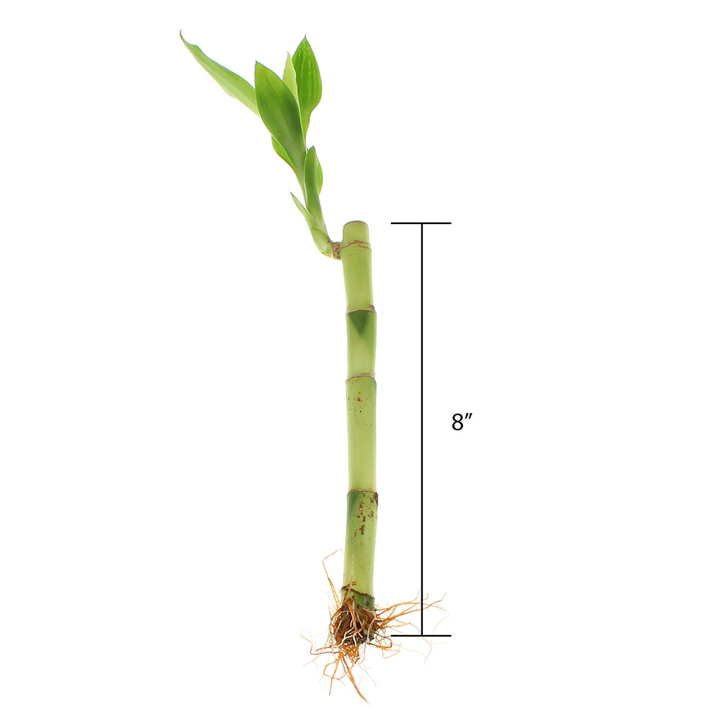 8" Live Lucky Bamboo Straight Stalks | Bundles of 10 & 100
