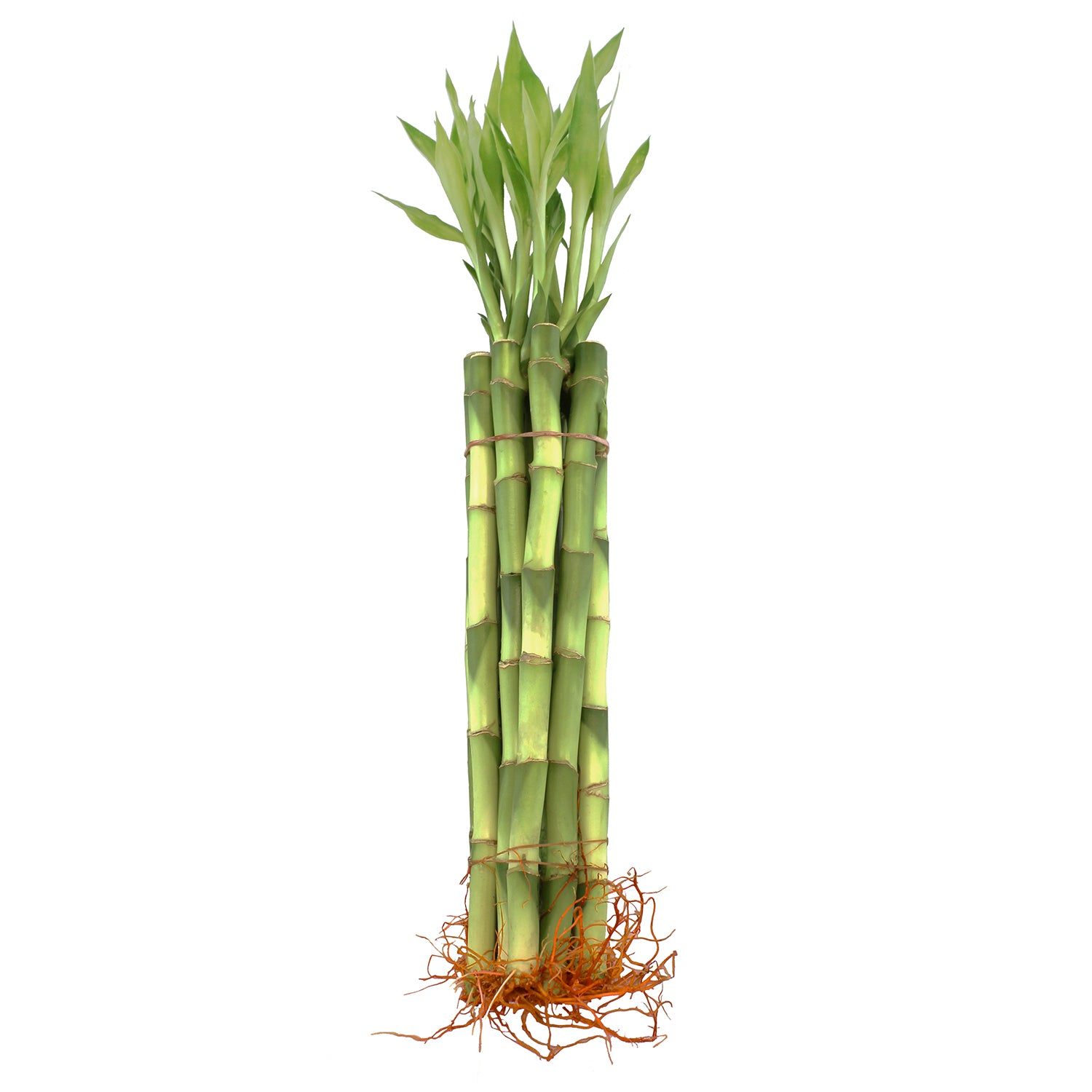 lucky bamboo number of stalks 12" Live Lucky Bamboo Plant Straight Stalks