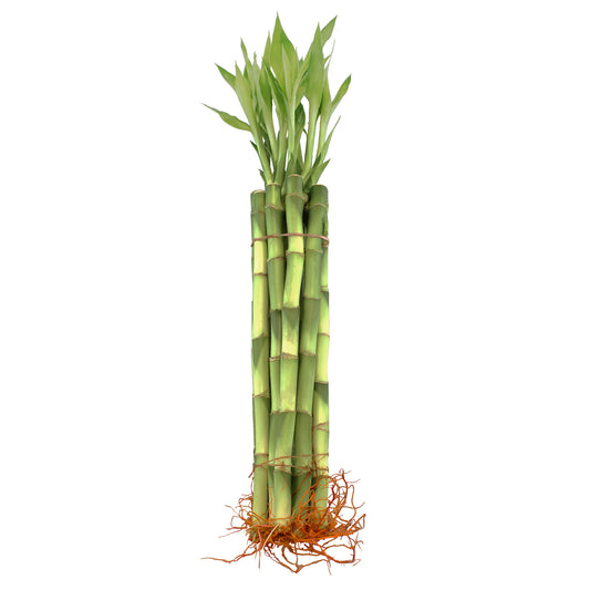 12" Live Lucky Bamboo Plant Straight Stalks | Bundles of 10 & 100