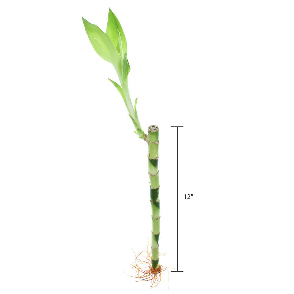 12" Live Lucky Bamboo Plant Straight Stalks | Bundles of 10 & 100