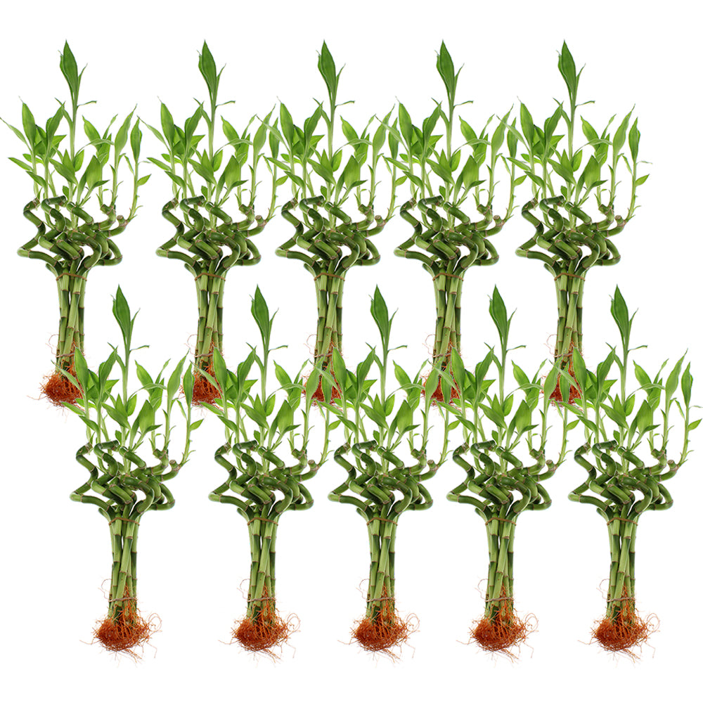 6" Indoor Live Lucky Bamboo Spiral Stalks | Bundles of 10 &100