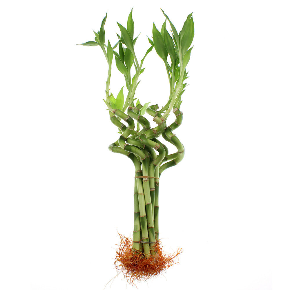spiral lucky bamboo for sale 8" Live Lucky Bamboo Plant Spiral Stalks