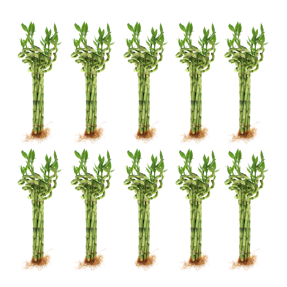 12" Live Lucky Bamboo Plant Spiral Stalks | Bundles of 10 & 100