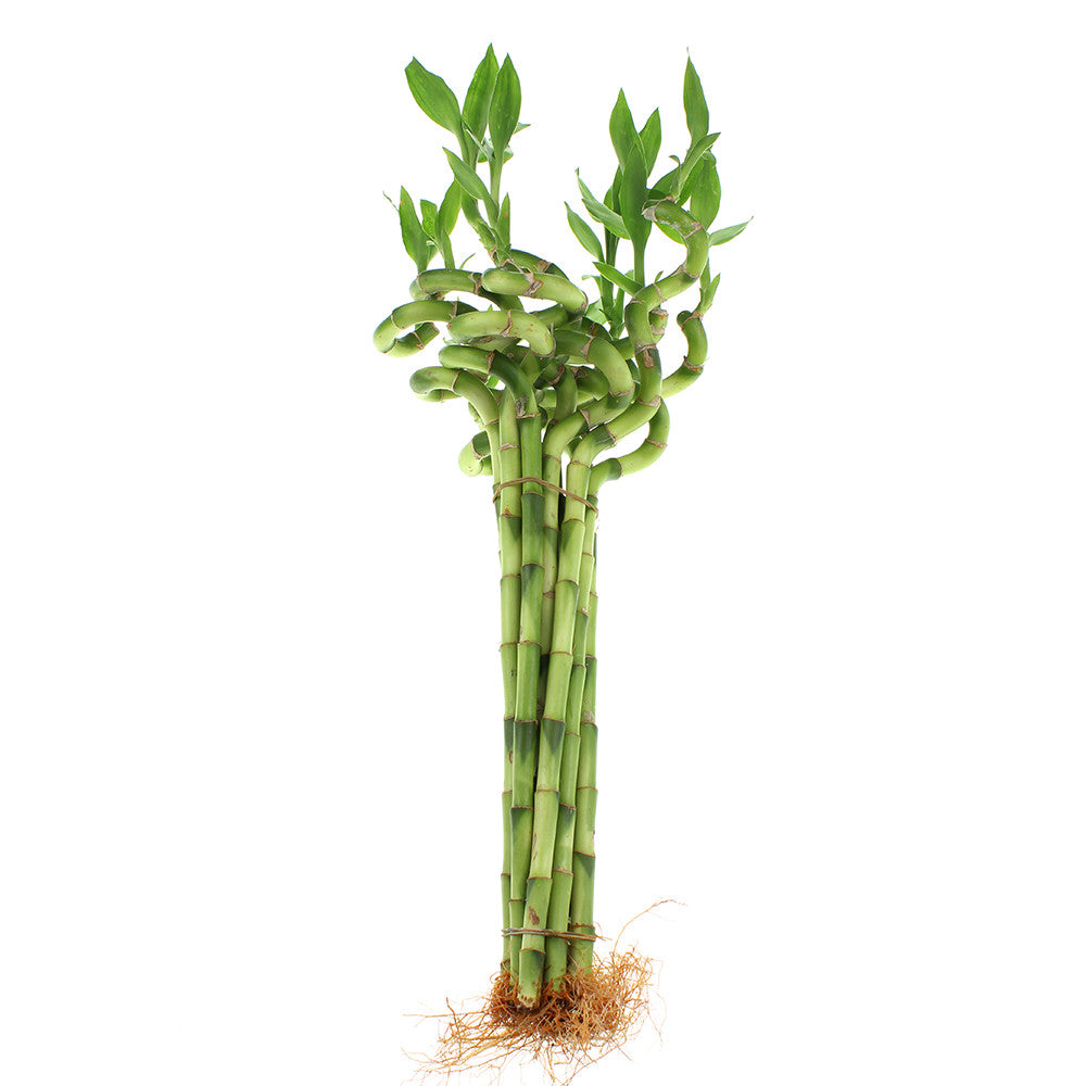 lucky bamboo mitre 10 12" Live Lucky Bamboo Plant Spiral Stalks