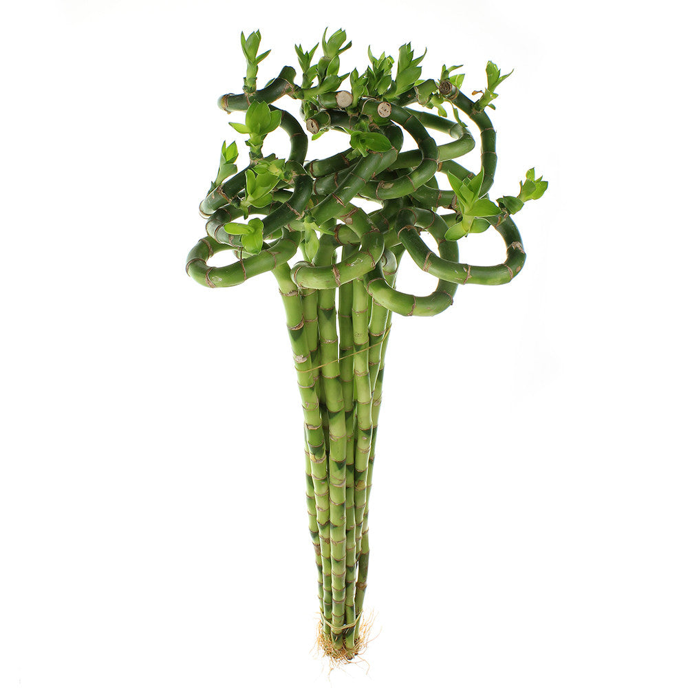 spiral lucky bamboo care 24" Lucky Bamboo Spiral Stalks