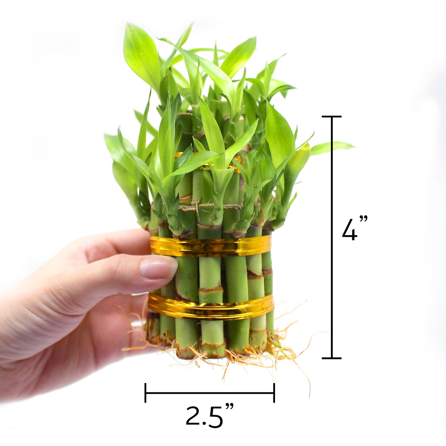 2-Tiered Tower Indoor Lucky Bamboo Plant