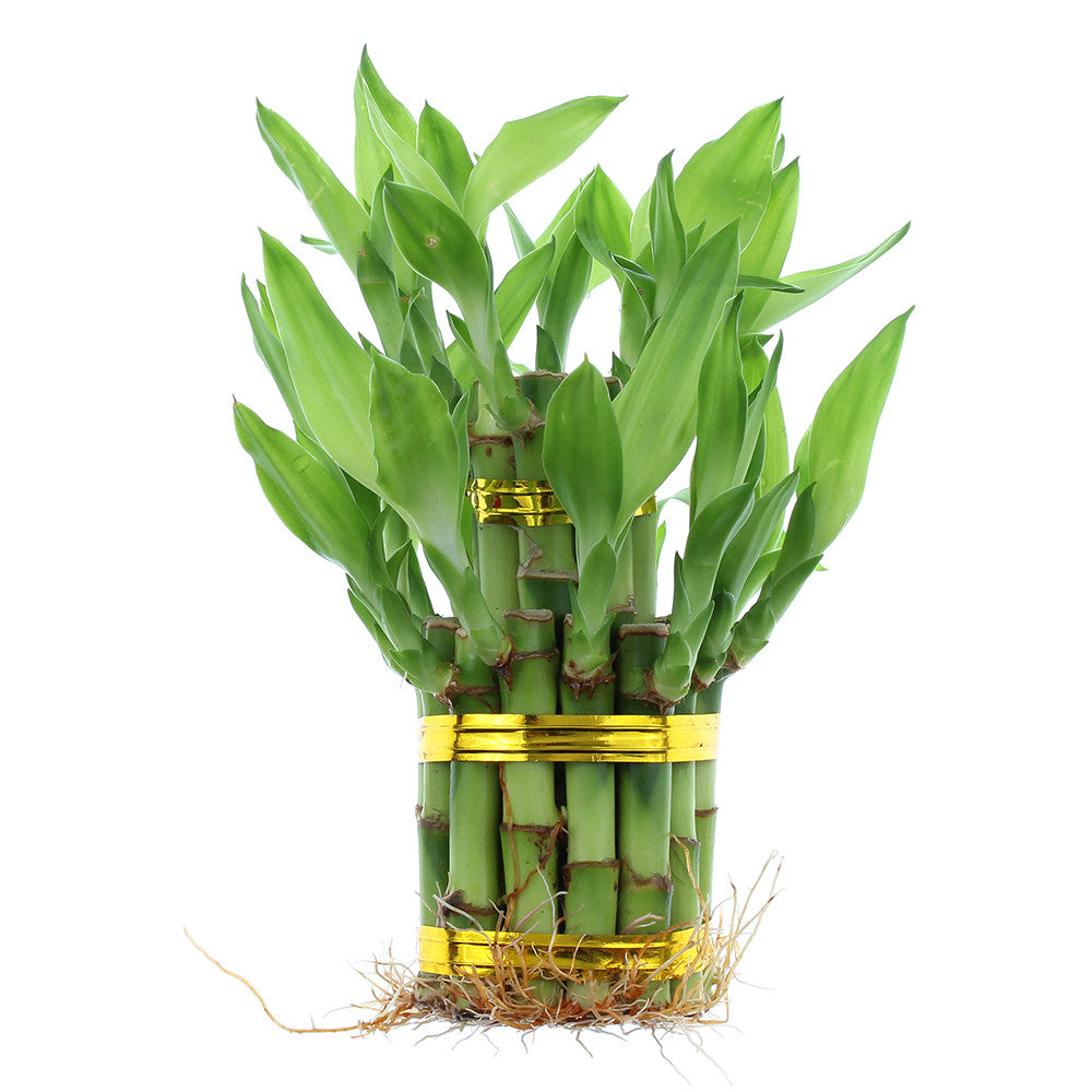 live lucky bamboo 2-Tiered Tower Indoor Lucky Bamboo Plant