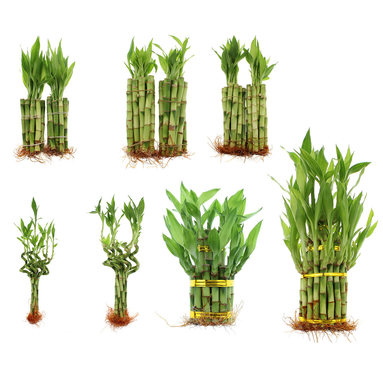 lucky bamboo in bulk Mixed Lucky Bamboo Package