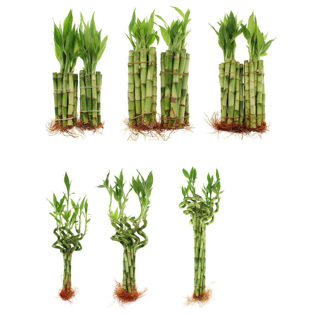 20 stalks of lucky bamboo Lucky Bamboo Wholesale Starter Kit for Resellers – NW Wholesaler