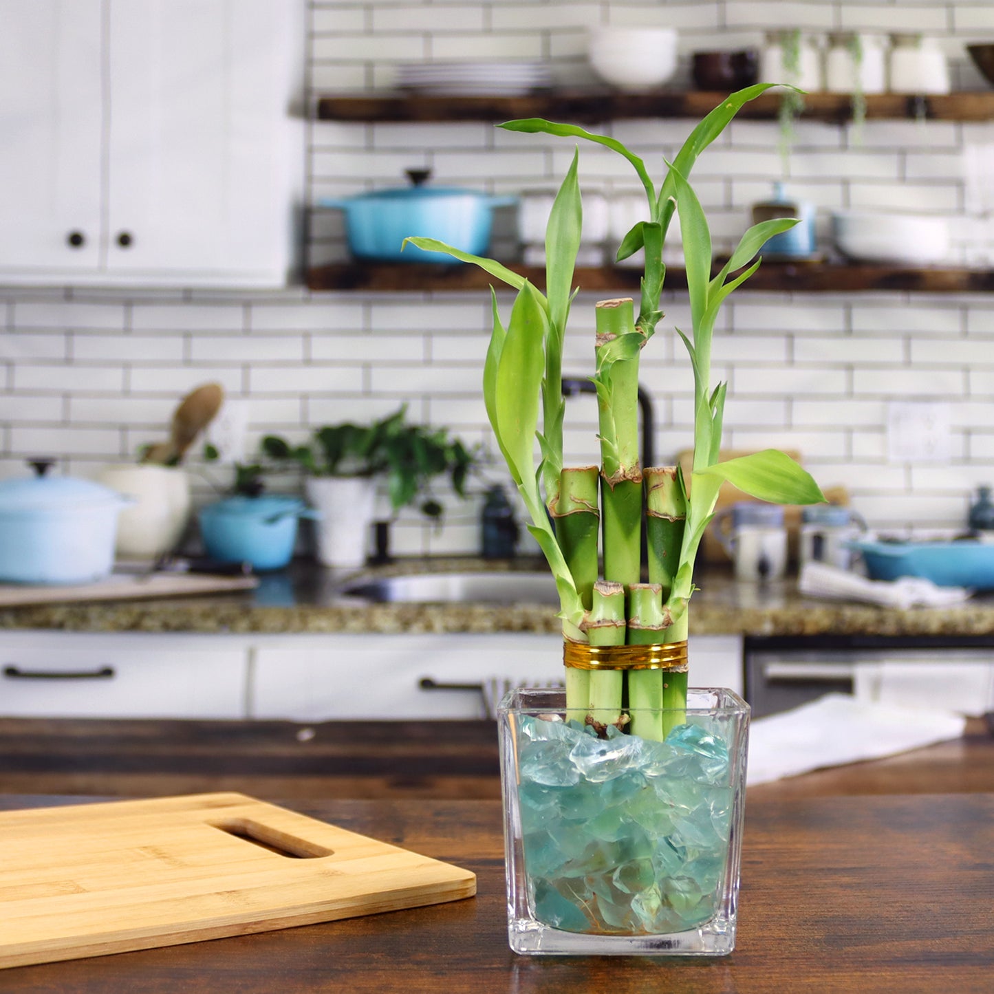 Lucky Bamboo Five Stalk Arrangement in Square Glass Vase