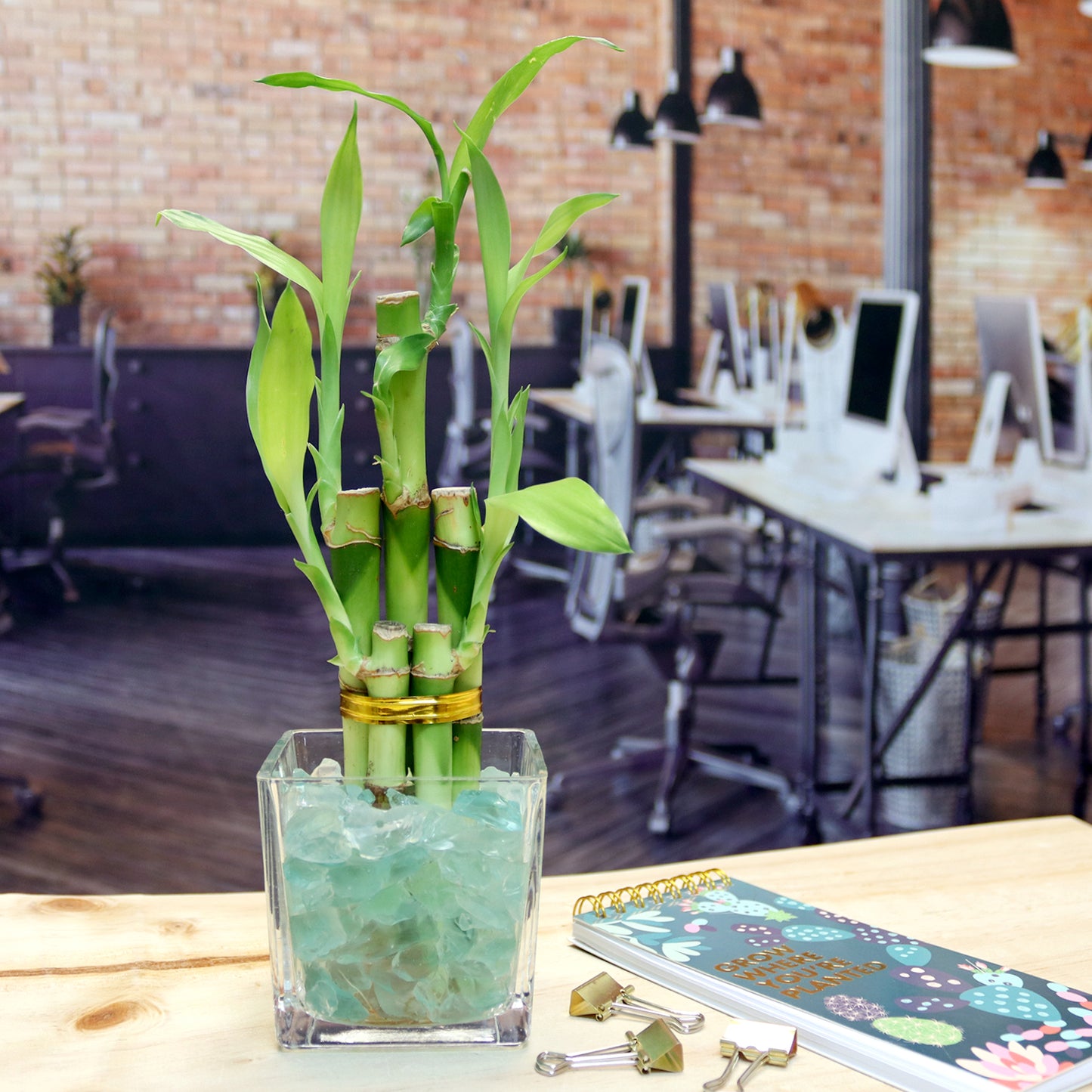 Lucky Bamboo Five Stalk Arrangement in Square Glass Vase