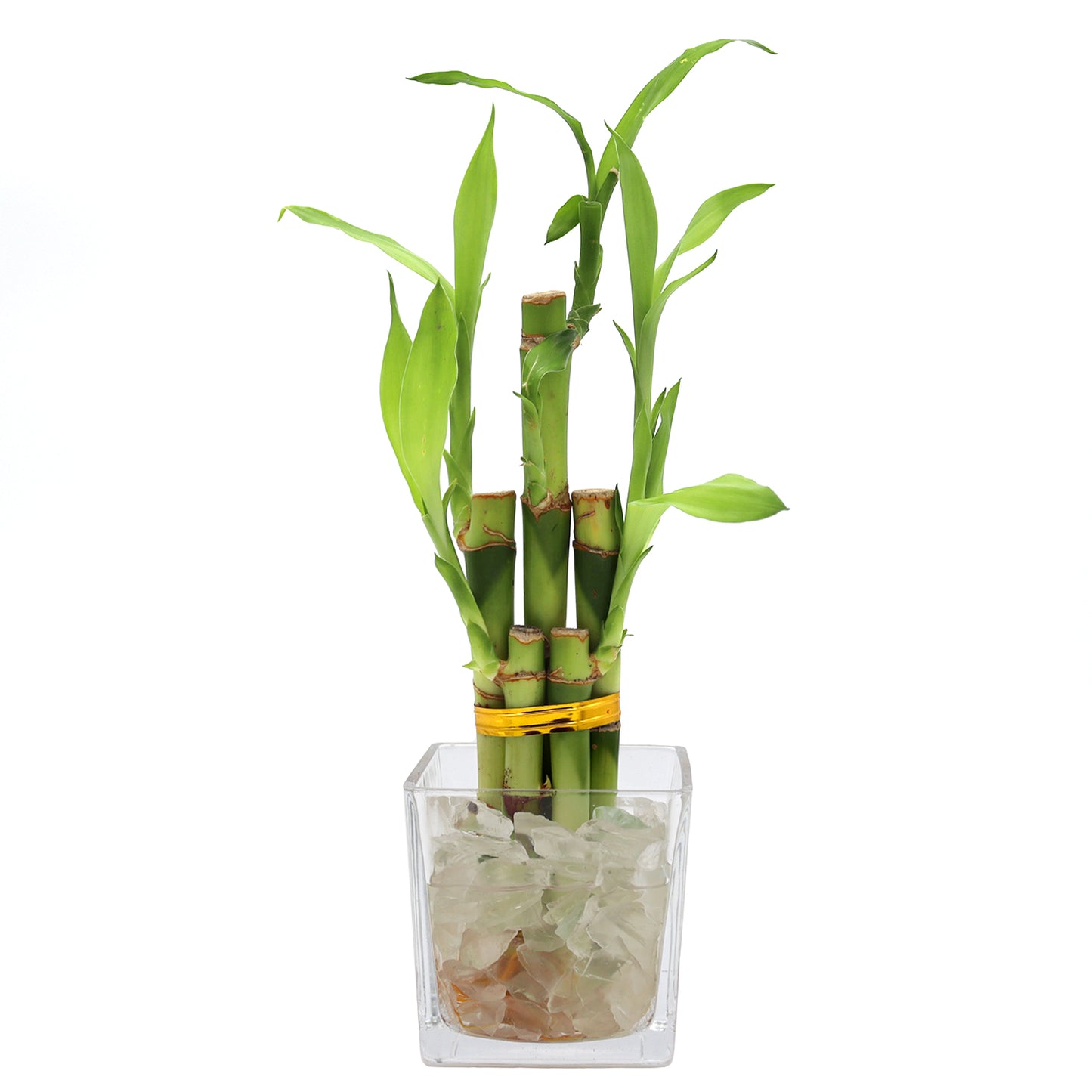 Lucky Bamboo Five Stalk Arrangement in Square Glass Vase