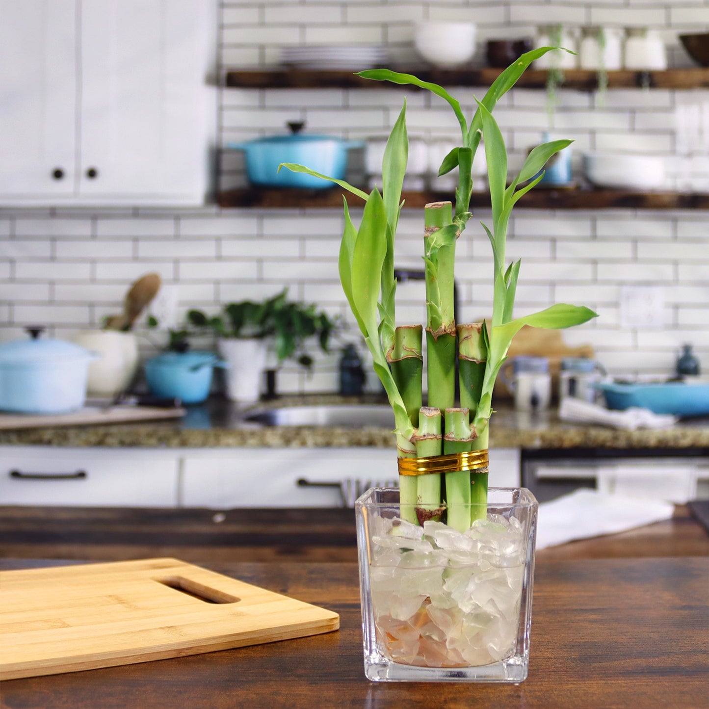 Lucky Bamboo Five Stalk Arrangement in Square Glass Vase