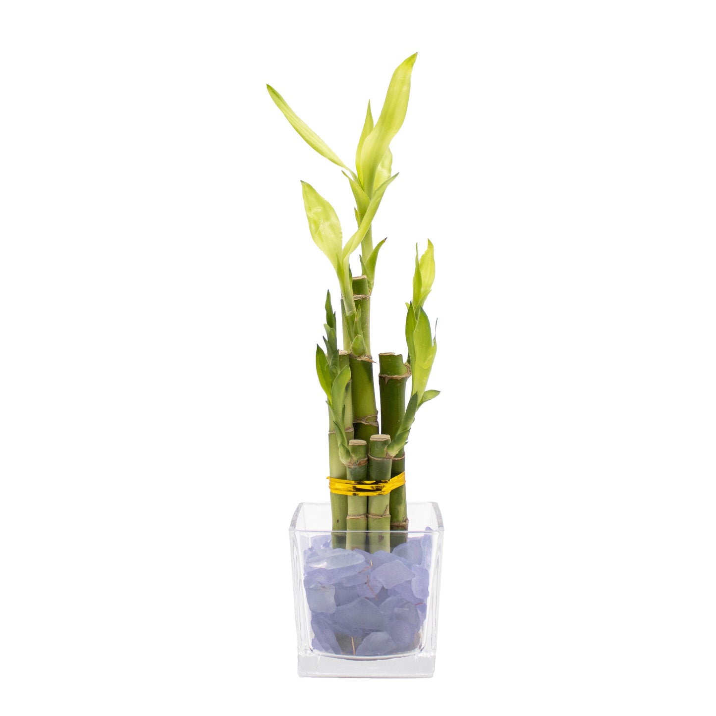 Lucky Bamboo Five Stalk Arrangement in Square Glass Vase