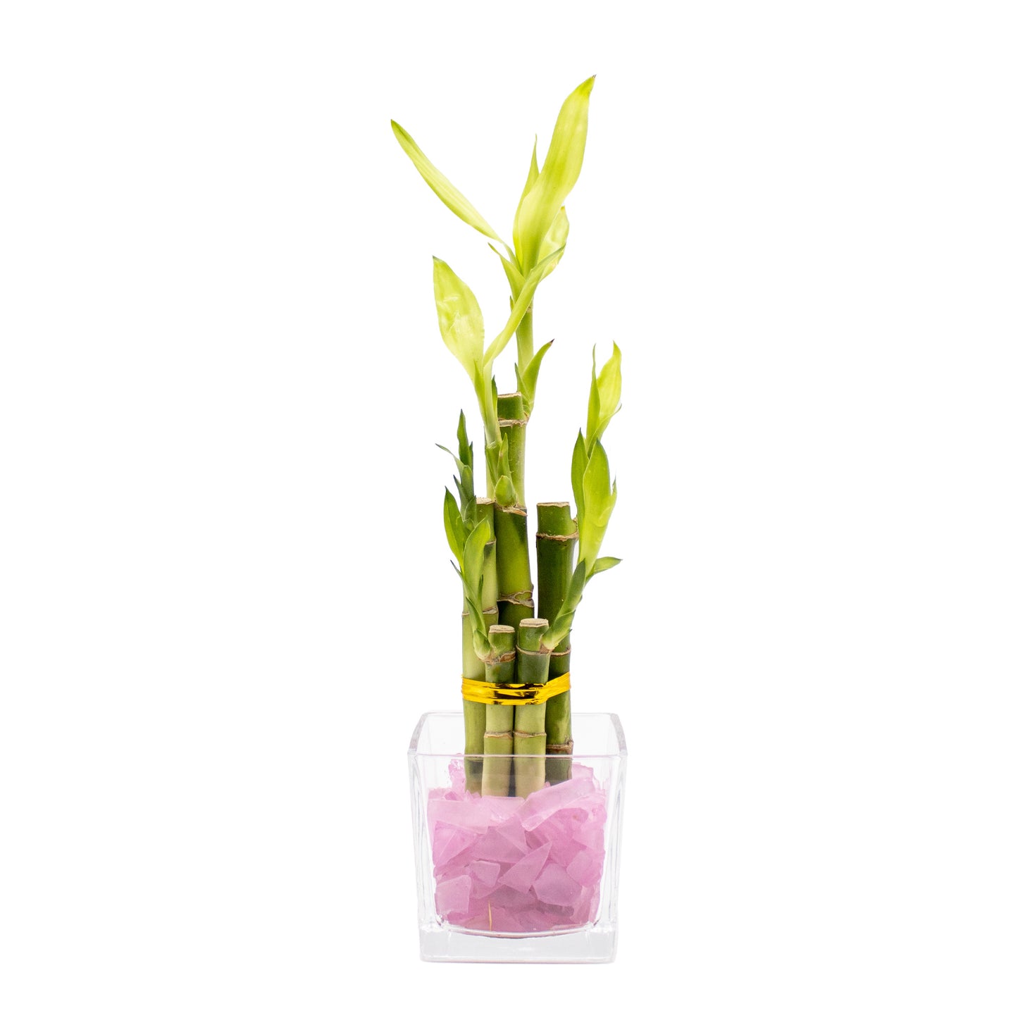 Lucky Bamboo Five Stalk Arrangement in Square Glass Vase