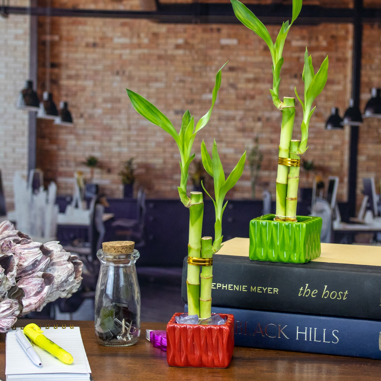 Two Stalk Lucky Bamboo with Square Accent Pot - 2 Colors to Choose From