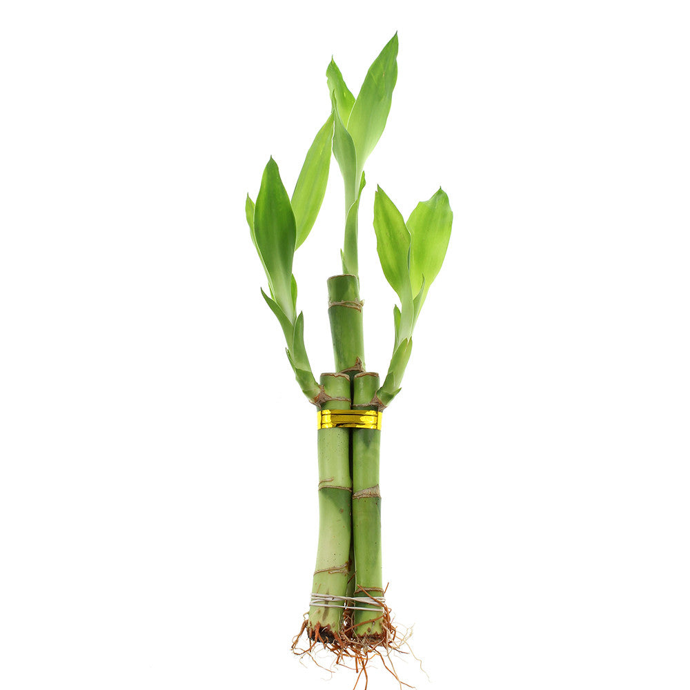 Three stalk lucky bamboo arrangement