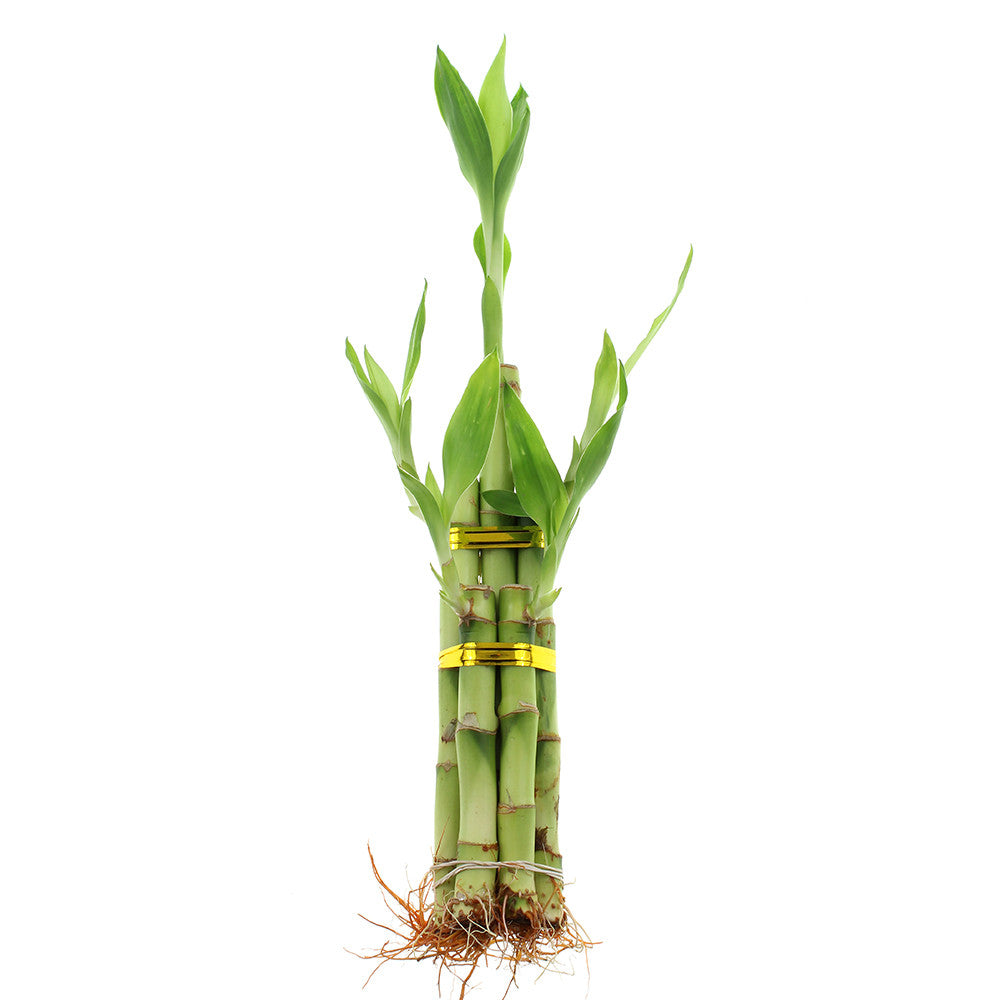 Five stalk with spiral lucky bamboo arrangements