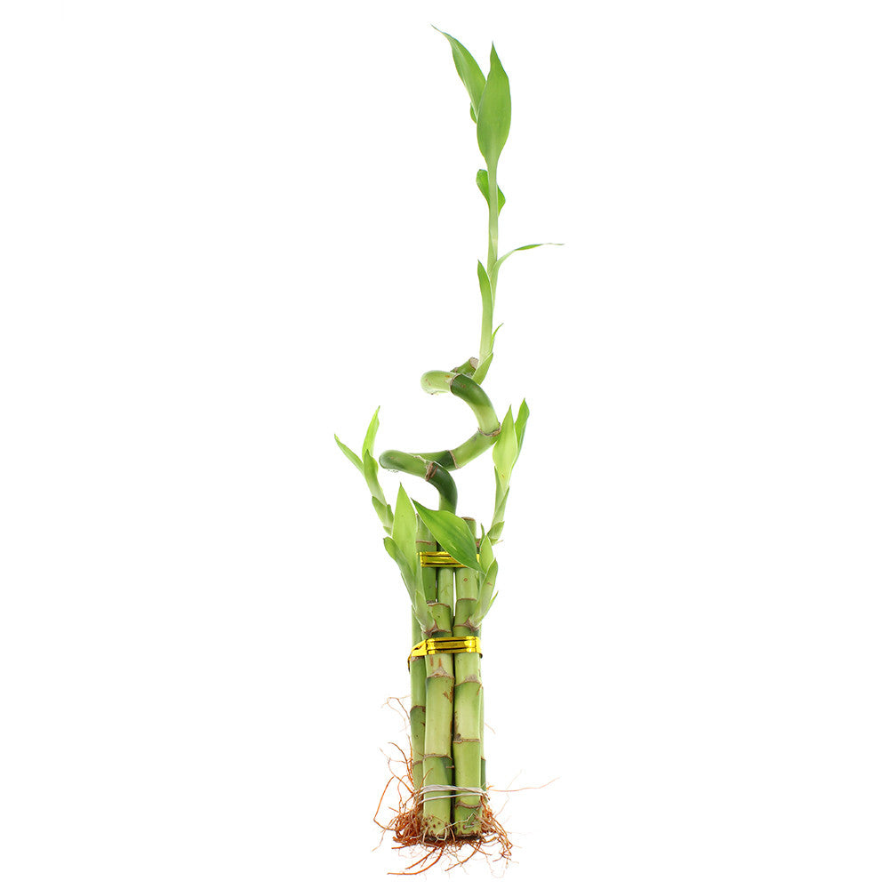 Five stalk with spiral lucky bamboo