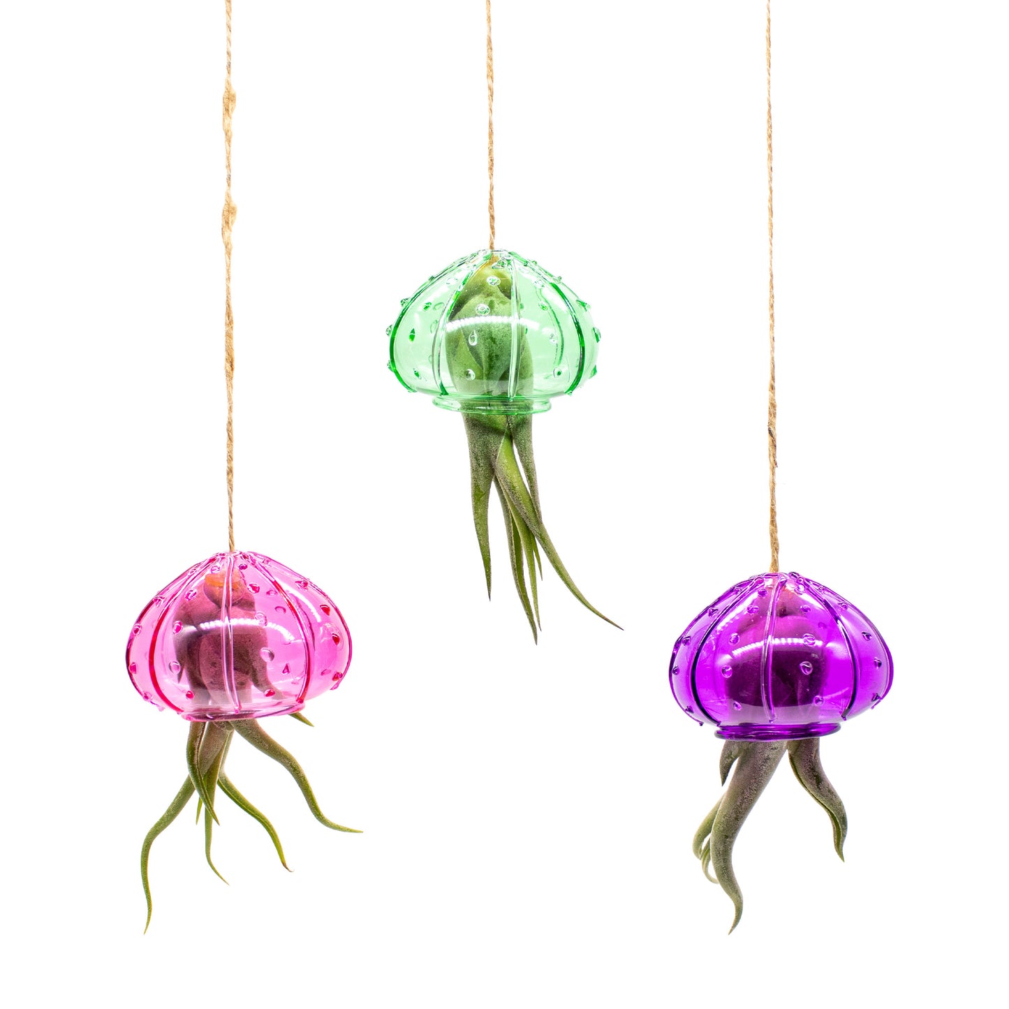 Glass Hanging Jellyfish with Tillandsia Assorted Air Plant - Set of 24
