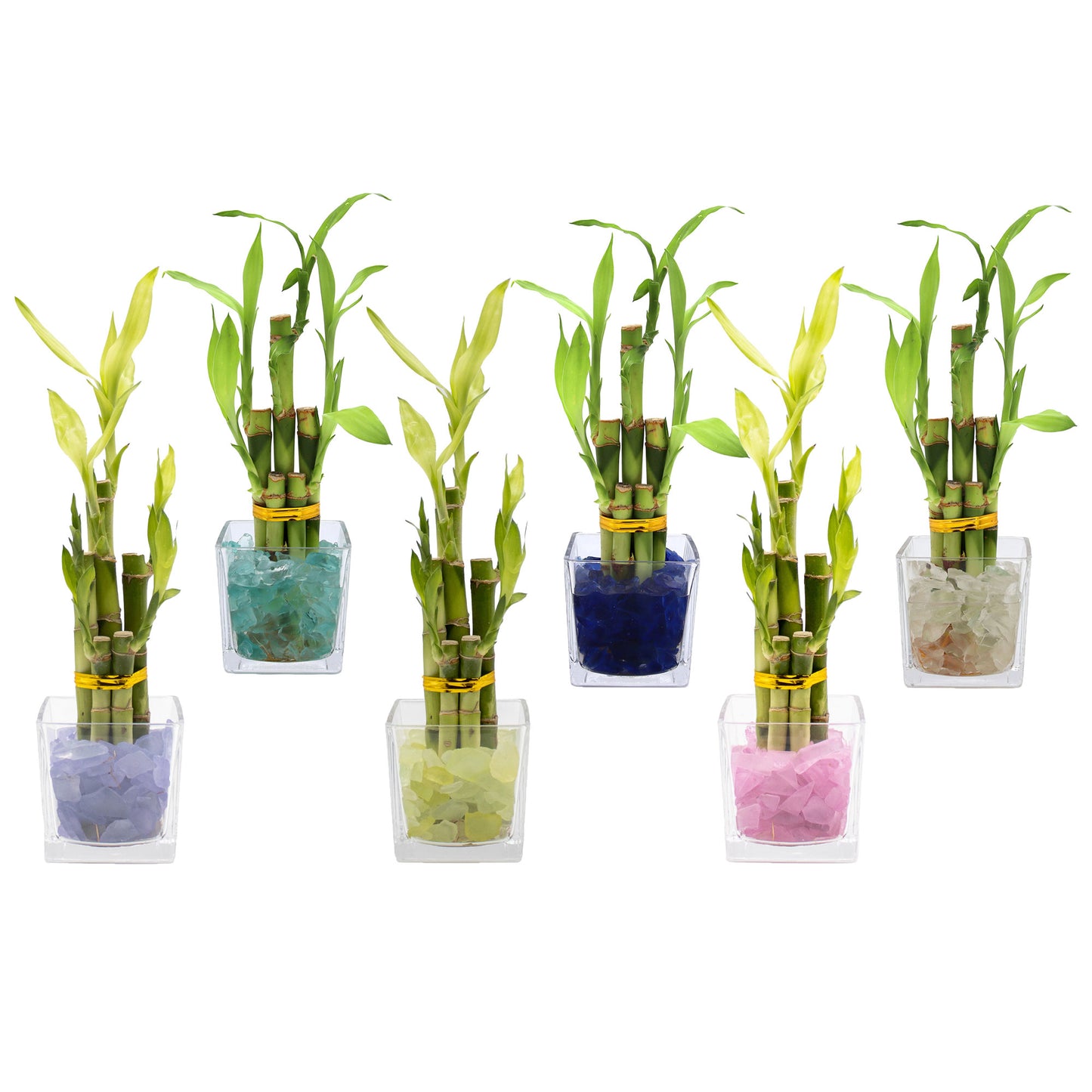 Lucky Bamboo Five Stalk Arrangement in Square Glass Vase