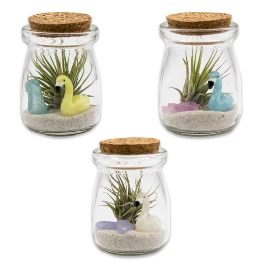 Mini Mixed Flamingo Air Plant Terrarium - Set of 12